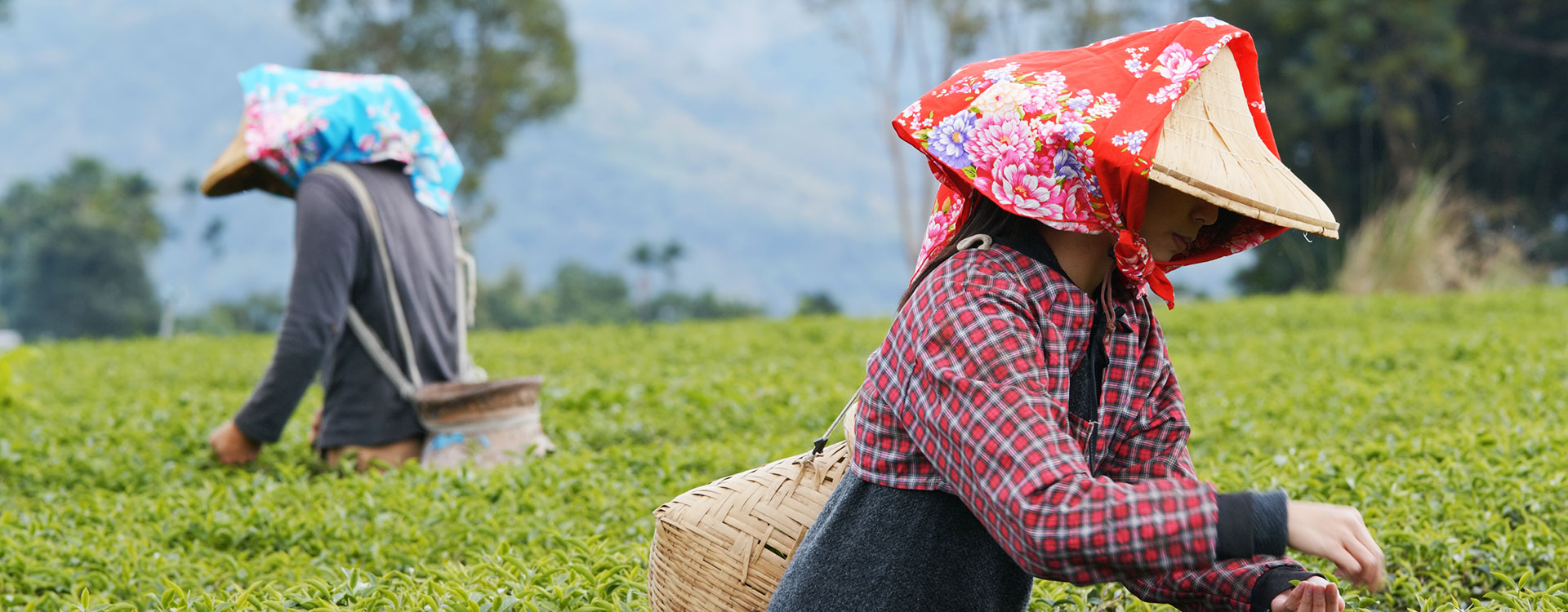 Darjeeling